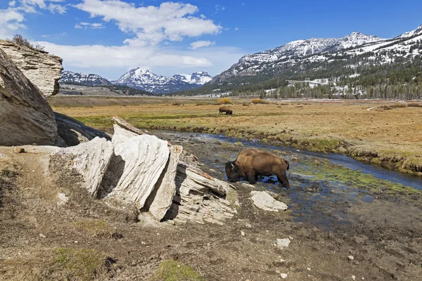 Bizon Yellowstonský Národní Park — Stock fotografie