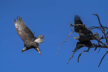 Güney Kaliforniya gölünde Kel Kartal
