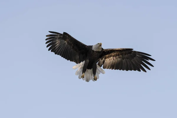 Bird Bald Eagle Southern California Lake — Stock Photo, Image