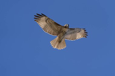Şahin yükseklerde uçuyor
