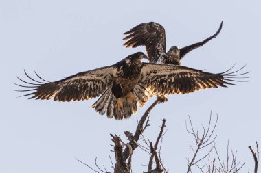 Kel kartal yavruları bir ağaca konuyor.