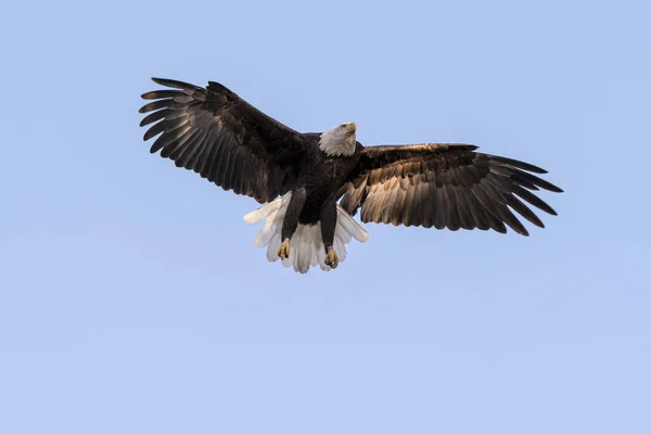Águila Calva Aterrizando Las Sombras — Foto de Stock