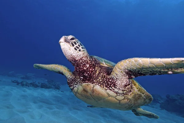 Hawaii Sea Turtle Simmar Vattnet — Stockfoto