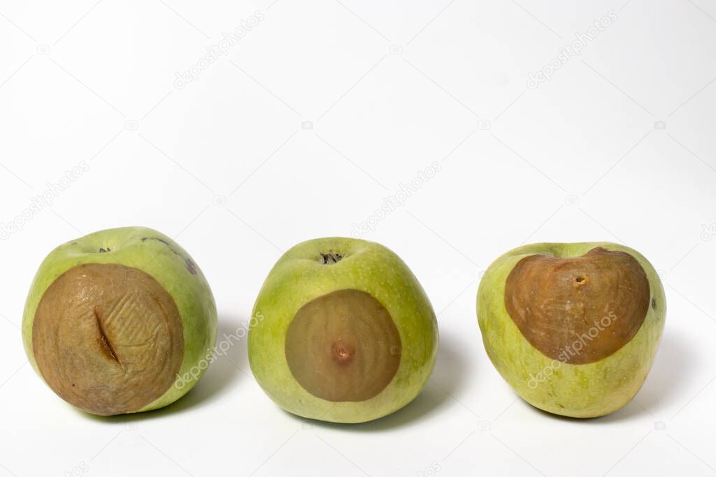 Rotten tasteless green apples Golden. Dark soft spot (fruit rot) on the peel of apples.