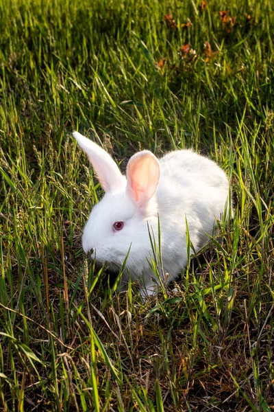 Білий Кролик Сидить Зеленій Траві Ясний Бролер — стокове фото