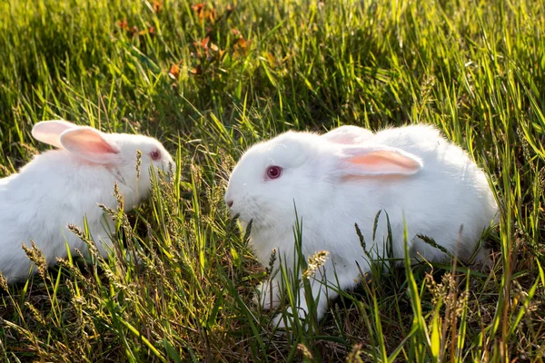 Vleesrassen Konijnen Twee Pannon Witte Konijnen Zitten Het Groene Gras — Stockfoto