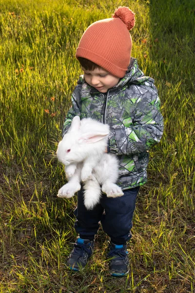 Маленький Хлопчик Тримає Кроля Паннона Білого Дружба Між Людьми Тваринами — стокове фото