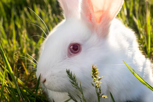 Білий Кролик Сидить Зеленій Траві Ясний Бролер — стокове фото