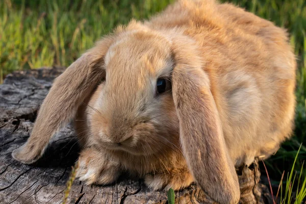 Французький Кролик Лоп Сидить Зеленій Траві Маленький Пухкий Коричневий Дім — стокове фото