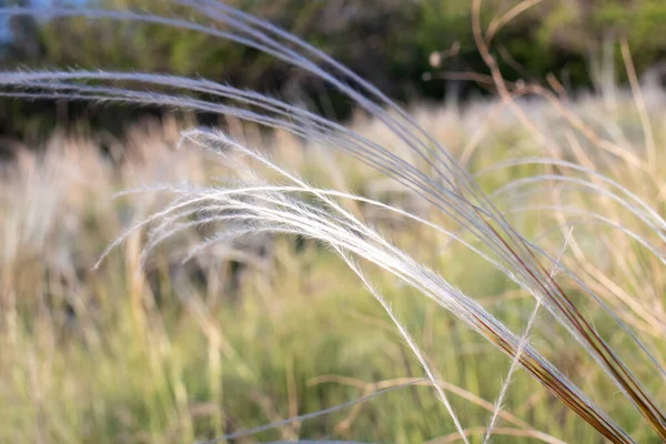 Campo Florido Grama Pena Estepe Espiguetas Fofas Grama Penas — Fotografia de Stock