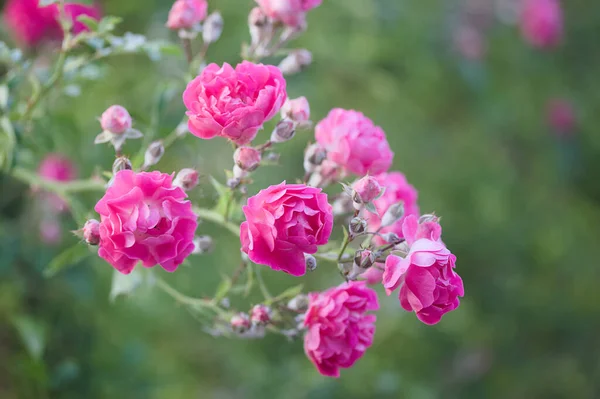 Bush pembe Gül bahçesinde