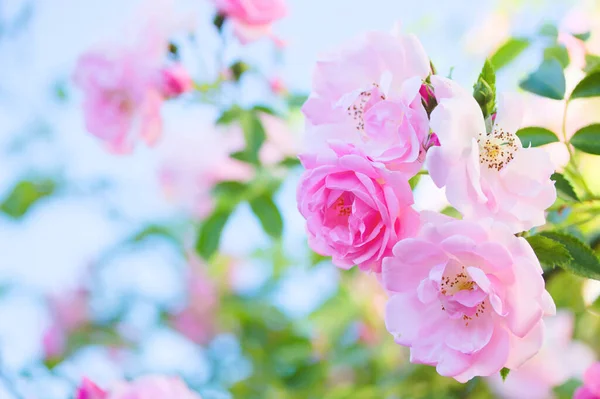 Bush pembe Gül bahçesinde