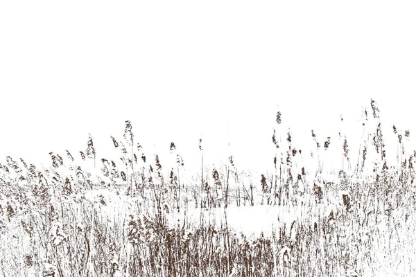 Thickets Reeds Stalks Reeds White Background — Stock Photo, Image