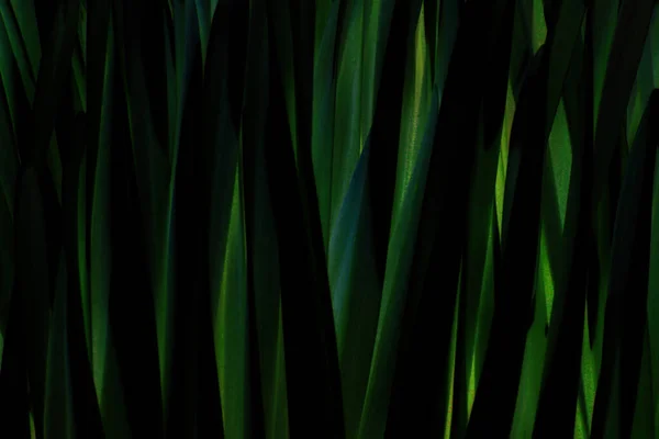 Σκούρο Πράσινο Φόντο Φως Διαπερνά Φύλλωμα — Φωτογραφία Αρχείου
