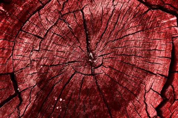 Old Wood Tree Rings Texture. Red background. Red tinted cut of a tree. Toned tree rings.