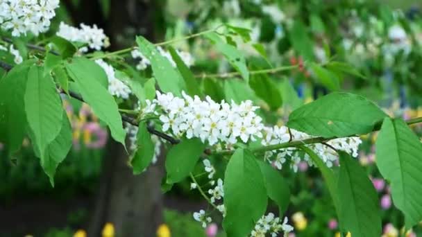 Bird Cherry Blossom Branch Park May Petersburg — Stock Video