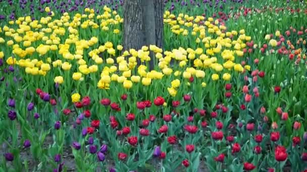 Hermosos Tulipanes Amarillos Vinosos Florecientes Parque Festival Del Tulipán Isla — Vídeos de Stock