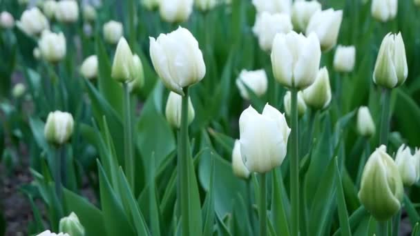 Tulipanes Blancos Parque Campo Tulipanes Viento Día Primavera Festival Del — Vídeos de Stock