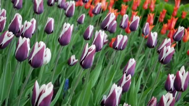 公园里有紫色 白色和红色的郁金香 春天里 一片片的郁金香在风中飘扬 圣彼得堡文化娱乐公园叶拉金岛上的郁金香节庆 — 图库视频影像