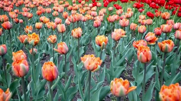 Lindas Tulipas Laranja Macias Florescendo Parque Festival Tulipa Ilha Yelagin — Vídeo de Stock