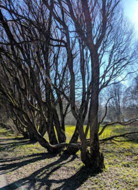 Parkta arka ışığı olan bir Willow. Rusya 'da güneşli bir gün. Açık mavi gökyüzü.