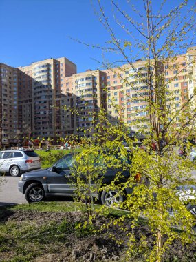 Apartmanın avlusunda, genç bir huş ağacı yaprakları açtı. St. Petersburg 'un yeni binalarında güneşli bir akşam.