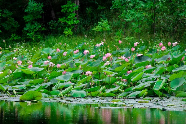 Flor Lírio Rosa Lótus Floresce Água Verão Lago Entre Grama — Fotografia de Stock