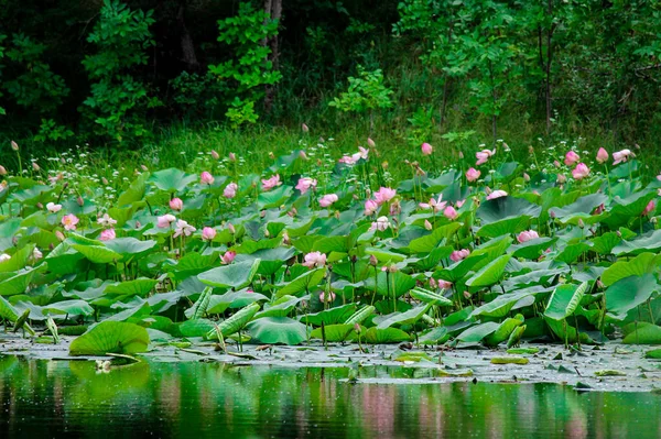 Flor Lírio Rosa Lótus Floresce Água Verão Lago Entre Grama — Fotografia de Stock