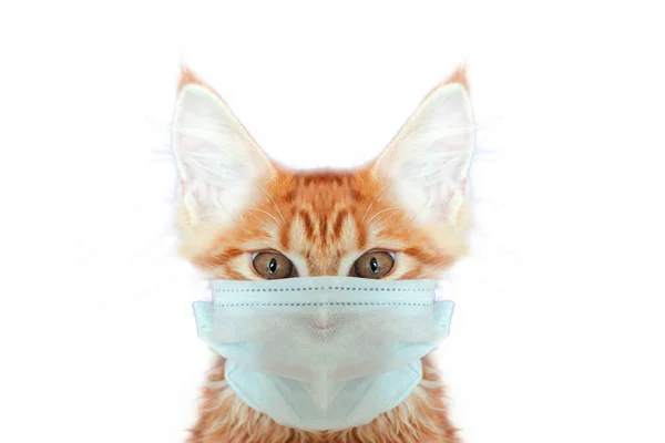 Maskeli kedi kediyi koronavirüsten kurtar. Maskeli kızıl kedi kedileri koronavirüsten kurtarır. Kediler de karantinaya alınmalı. Kediler Coronavirus Covid 19 'a yakalanabilir.