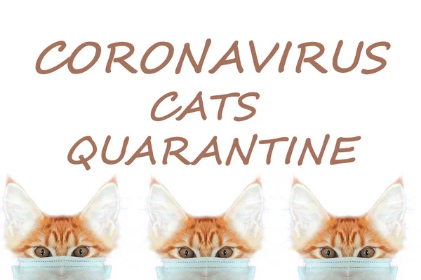 Katt Mask Rädda Dig Katt Rädda Liv Från Coronavirus Ingefära — Stockfoto