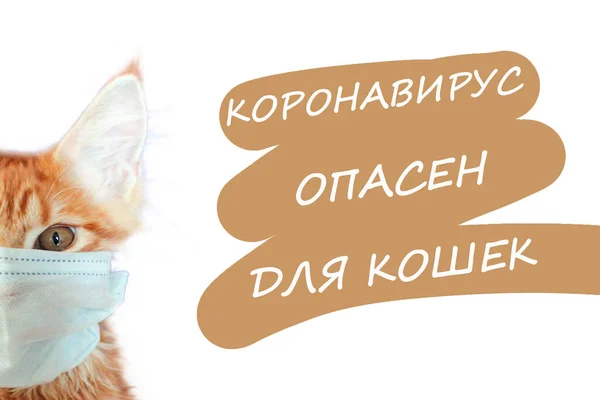 Kat Masker Bespaart Kat Redden Leven Van Coronavirus Gember Kat — Stockfoto