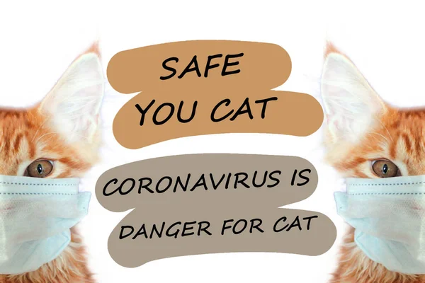 Cat Mask You Cat Life Coronavirus Ginger Cat Mask Cats — Stock Photo, Image