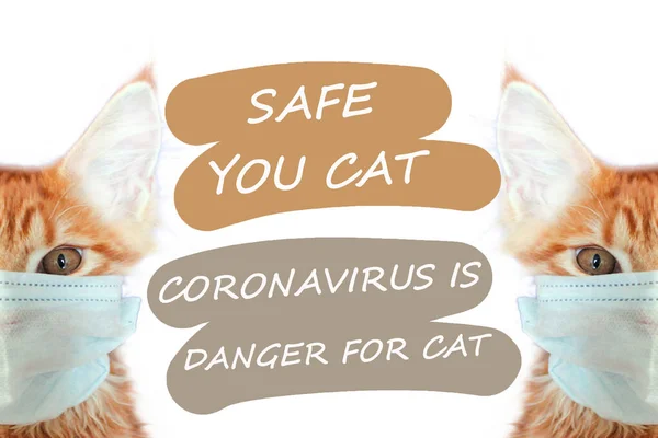 Cat Mask You Cat Life Coronavirus Ginger Cat Mask Cats — Stock Photo, Image