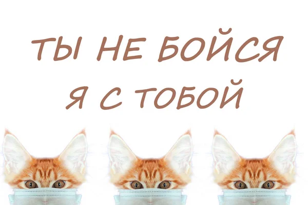 Maskeli Kedi Kediyi Koronavirüsten Kurtar Maskeli Kızıl Kedi Kedileri Koronavirüsten — Stok fotoğraf