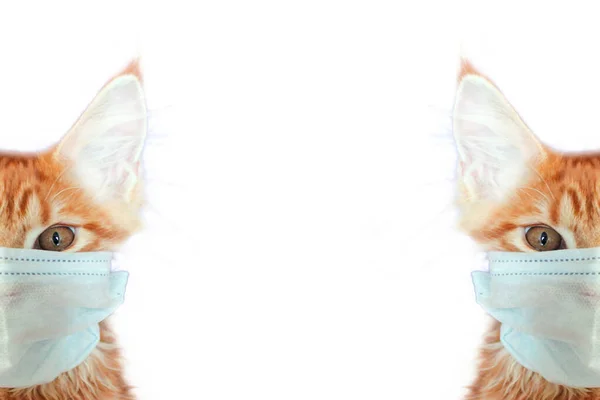 Maskeli kedi kediyi koronavirüsten kurtar. Maskeli kızıl kedi kedileri koronavirüsten kurtarır. Kediler de karantinaya alınmalı. Kediler Coronavirus Covid 19 'a yakalanabilir.
