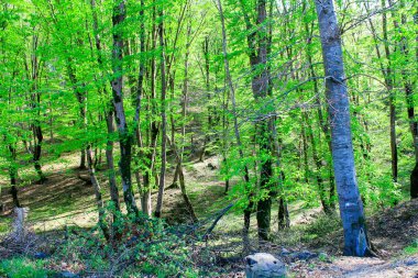 Genç yeşil yapraklı orman ağaçları baharda çiçek açmaya başlar.