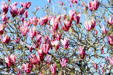 Magnolia Sulanja devi bahar güneşi altında büyük pembe çiçekler açtı.