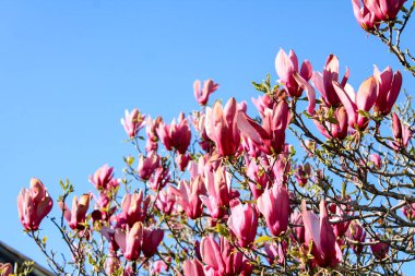 Magnolia Sulanja devi bahar güneşi altında büyük pembe çiçekler açtı.