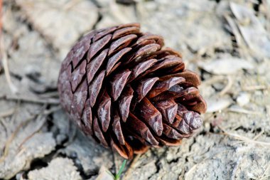 Çam kozalağı kırık makro fotoğrafta yatıyor.