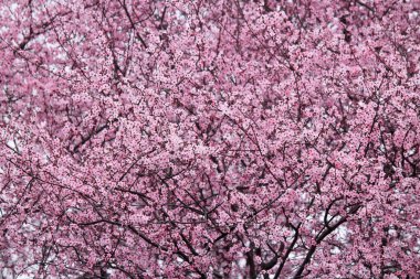 Sakura Japon kiraz çiçekleri ilkbaharda buruşuk ağaç dallarında güzel pembe çiçeklerle birlikte. Koyu dallı küçük pembe çiçekli ağaç baharda Japon kiraz çiçekleri açar..