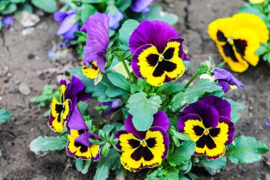 Çiçek açan menekşe çiçekleri yedi çiçekli bir çalılıkta üç renkli menekşe sarısı