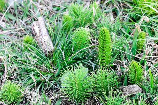Kleine Grüne Triebe Von Nadelbäumen Und Kiefern Und Fichten Beginnen — Stockfoto