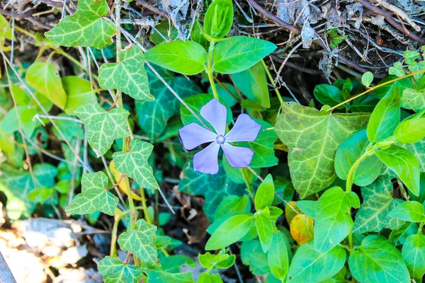 Голубой Цветок Открытый Фоне Макрофотографии Зеленой Листвы — стоковое фото