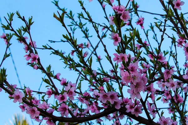 Персиковое Дерево Расцветает Розовыми Красивыми Цветами Фоне Голубого Неба — стоковое фото