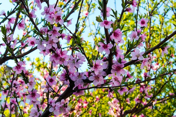Персиковое Дерево Расцветает Розовыми Красивыми Цветами Фоне Голубого Неба — стоковое фото