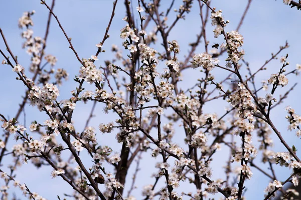 Белые Цветы Цветут Дереве Вишня Цветет Стебле Солнечной Весной Против — стоковое фото