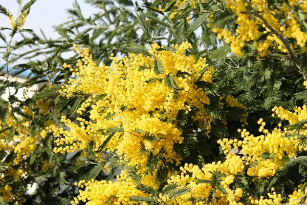 Mimosa, baharda kadınlar gününde, doğadaki bir botanik bahçesindeki büyük bir ağaçta sarı çiçeklerle çiçek açar.