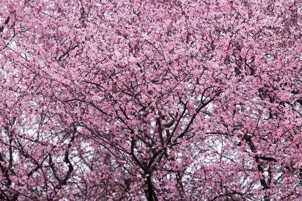 Sakura Cerisier Japonais Fleurit Printemps Avec Belles Fleurs Roses Sur — Photo