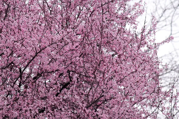 Японская Сакура Расцветает Весной Красивыми Розовыми Цветами Колючих Ветвях Деревьев — стоковое фото
