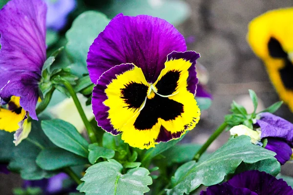 Blooming Violet Flowers Tricolor Violet Yellow Bush Seven Flowers — Stock Photo, Image